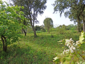 Achat maison Grimaud