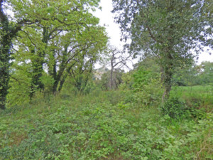 Achat maison Grimaud