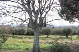 Immobilier Grimaud