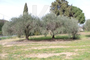 Immobilier Grimaud