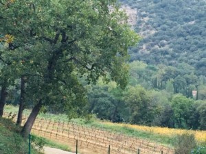agence immobilière Grimaud