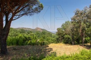 agence immobilière Grimaud
