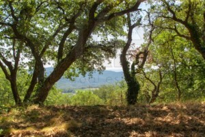 agence immobilière Grimaud