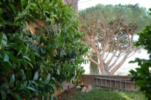 agence immobilière Grimaud